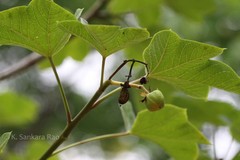 Jatropha tanjorensis